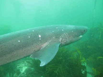 Bull Shark High-Quality Photo