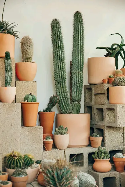 Download Background of Cacti Pots on Cement Blocks