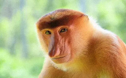 Download Photo of Long Nosed Monkey