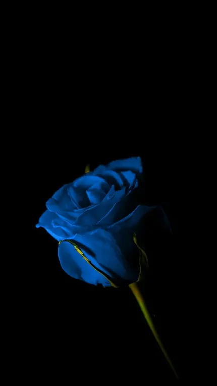 High-Quality Blue Rose Background for Mobile
