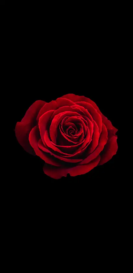 HD Red Rose Flower Background for Mobile