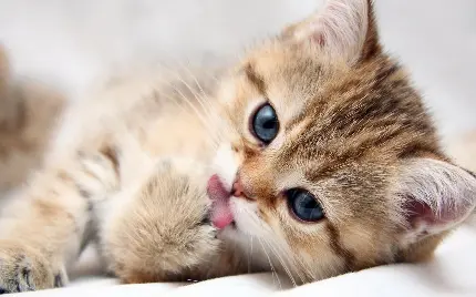 Funny Kitten Picture for Wallpaper and Profile