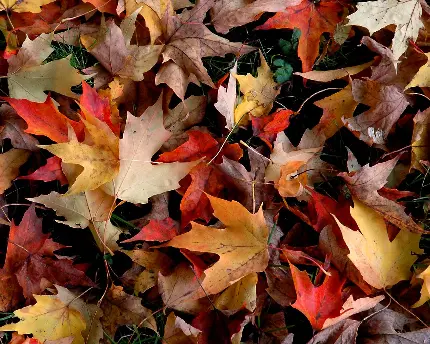 Melancholic Autumn Profile Image