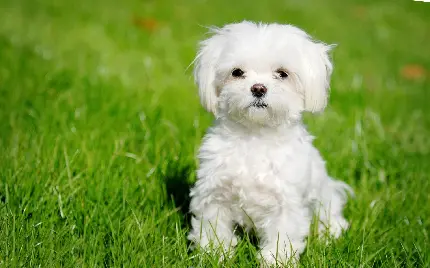 Maltese Dog Breed Photos and Characteristics