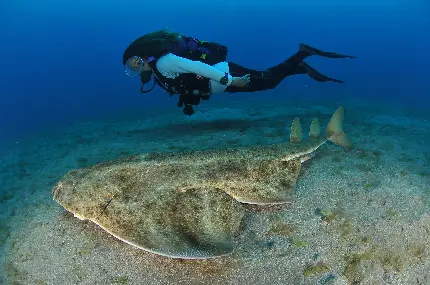 Angel Shark High-Quality Photo