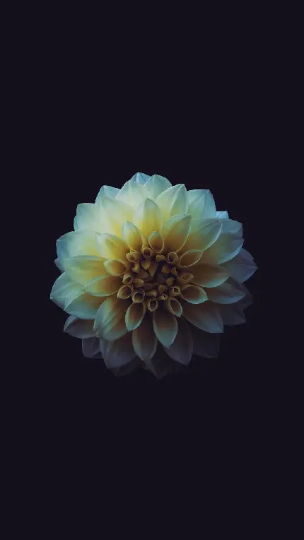 HD Amoled Flower Background for Mobile