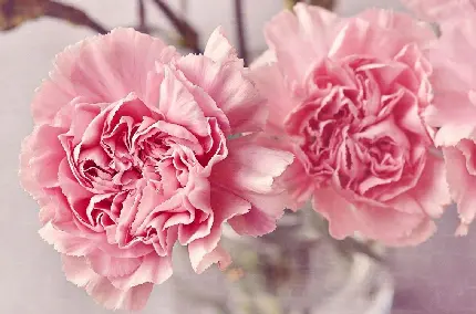 Pink Carnation Image