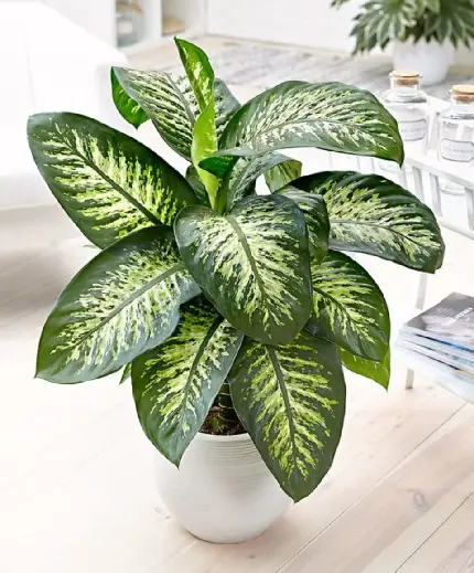 Dieffenbachia - A Stunning but Toxic Houseplant