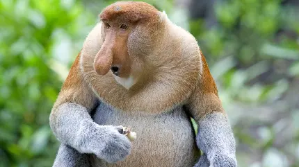 Download Photo of Long Nosed Monkey