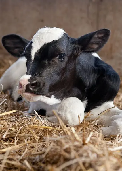 Download Profile Picture of Cow Lying on Hay