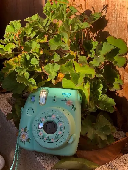 Download Image of Instax Mini 9 Camera