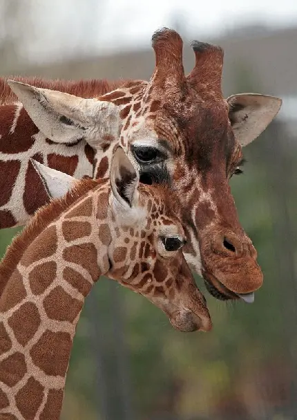 Download Giraffe Mother and Baby Wallpaper