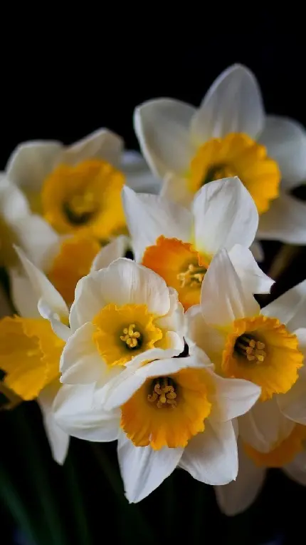 Daffodil Profile Picture