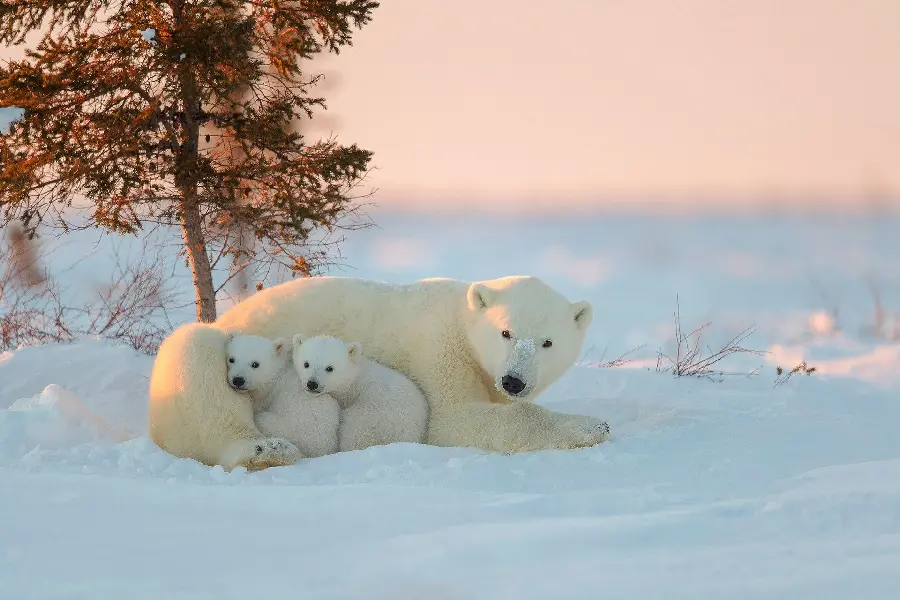 Free download of stunning background photos of polar bear cubs