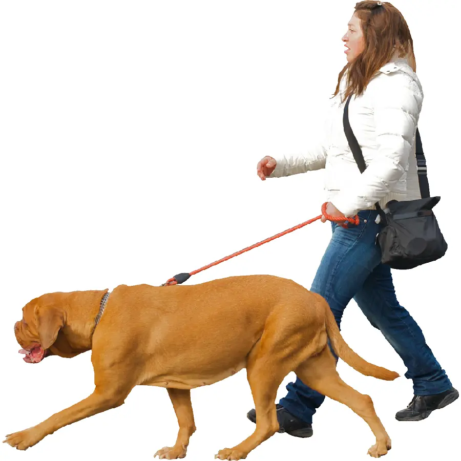 Download real dog PNG images for website design