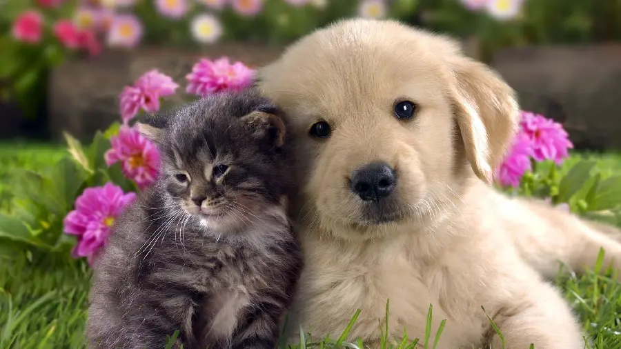 Girl profile photo of puppy and cat for desktop and laptop 