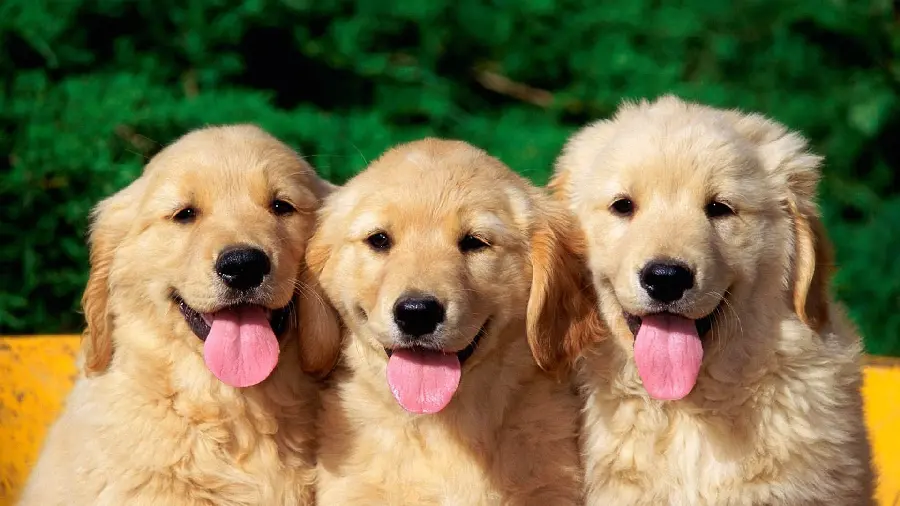 Beautiful stock photo of puppies for printing and desktop background 