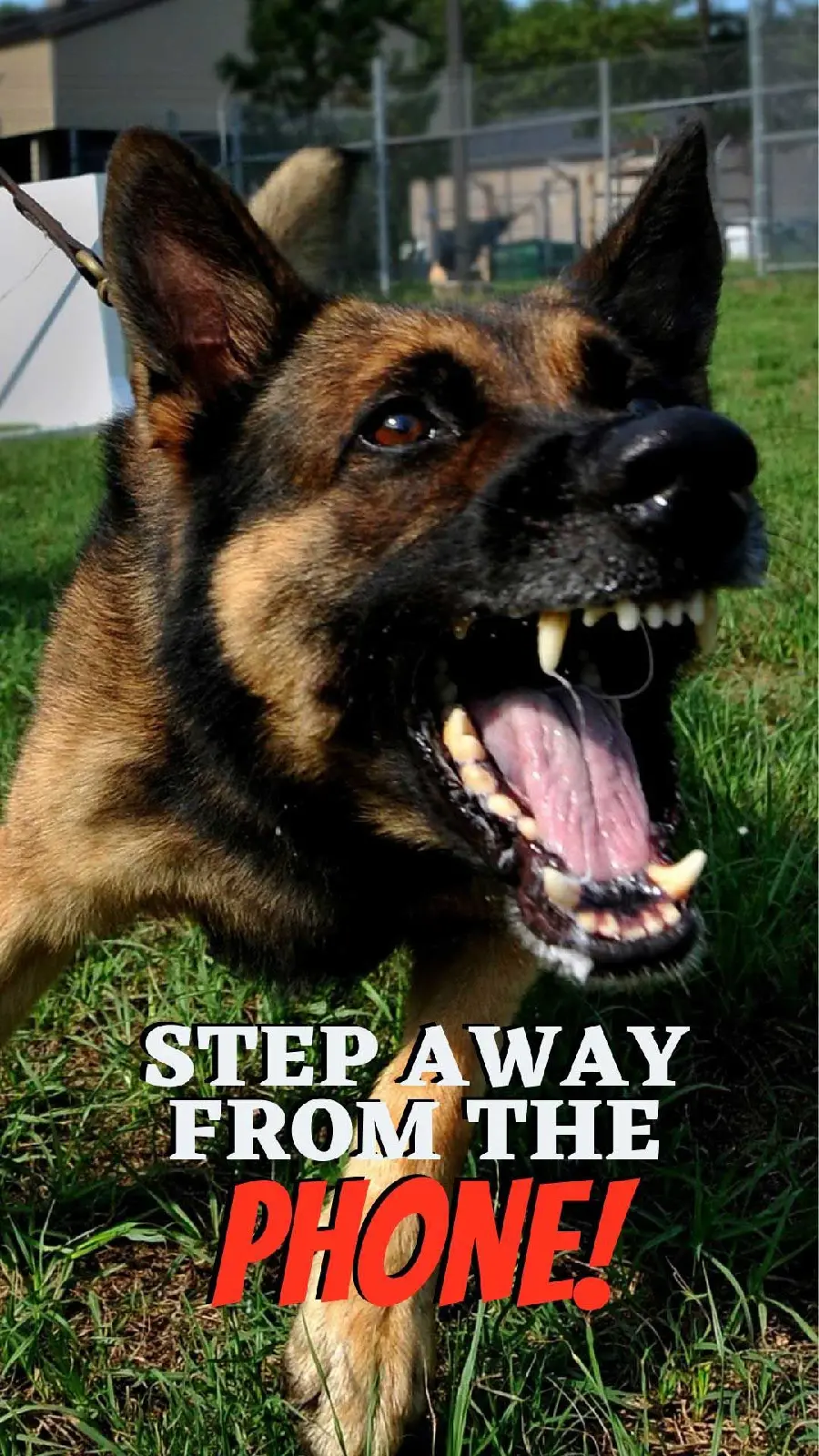 A collection of attractive iPhone wallpapers of the German Shepherd dog 