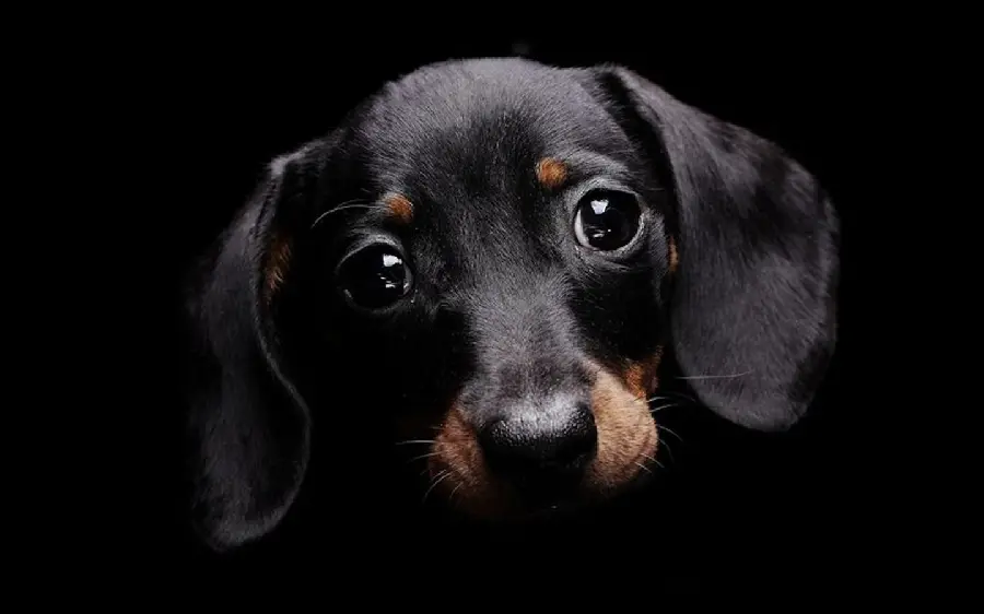 High Resolution Funny Dog Background on Black Background 