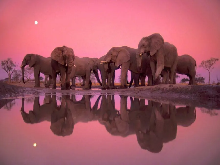 Download a photo of many elephants next to a beautiful lake