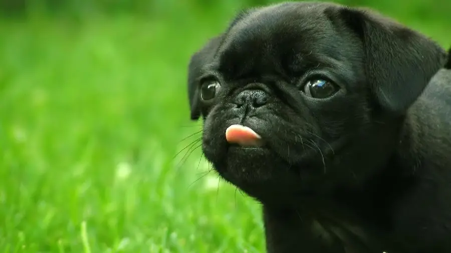 Download high quality pug puppy image for profile
