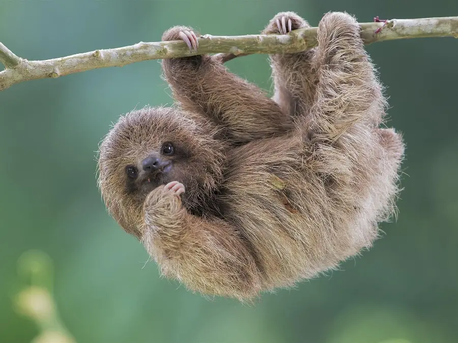 Cute and funny baby sloth background image