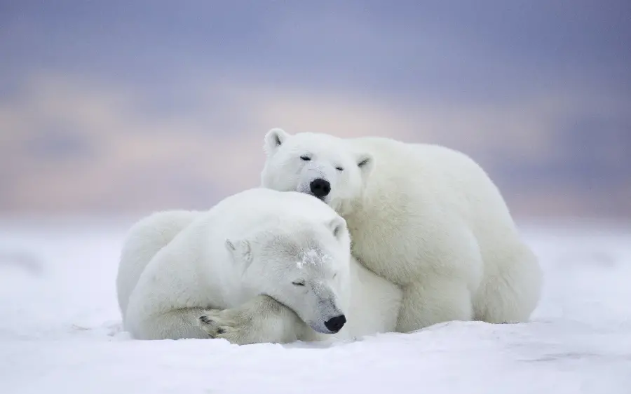 Stock photo with blurred and flowing background of a baby polar bear