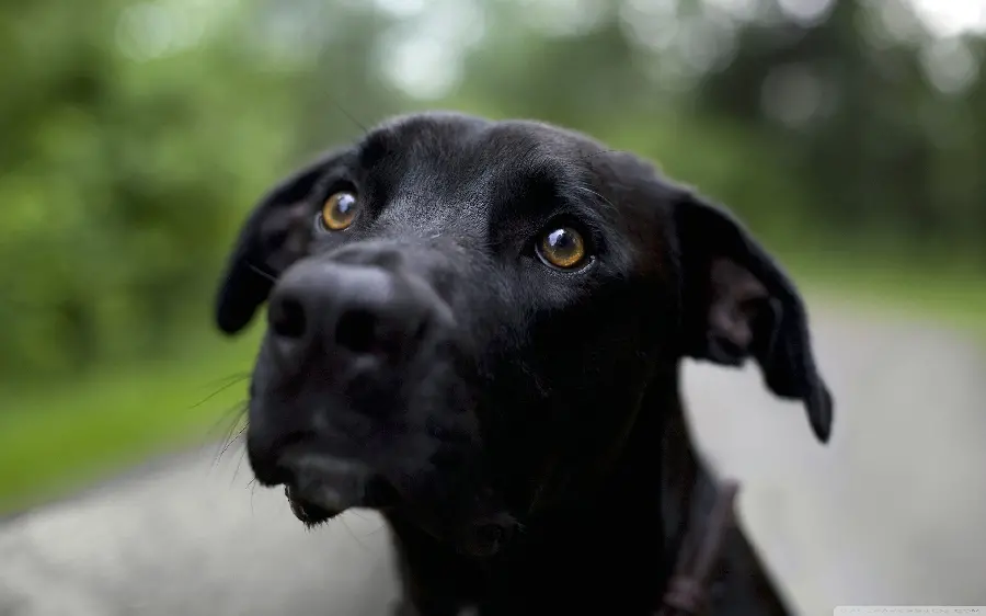 Black Labrador Retriever Quality Image for Making and Designing Clips