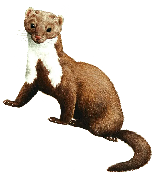 Awesome otter graphic design wallpaper PNG
