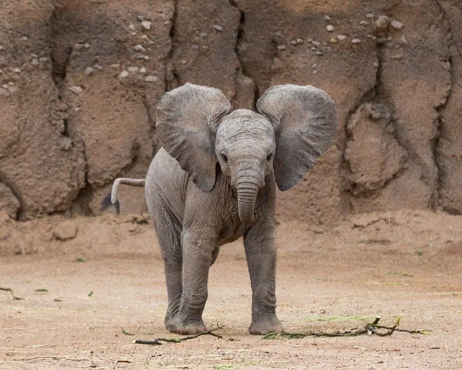 Download a cute and funny stock photo of a baby elephant walking in 4k quality