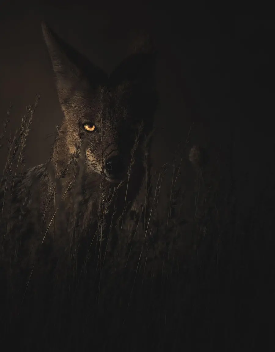 Download high quality jackal image for profile 
