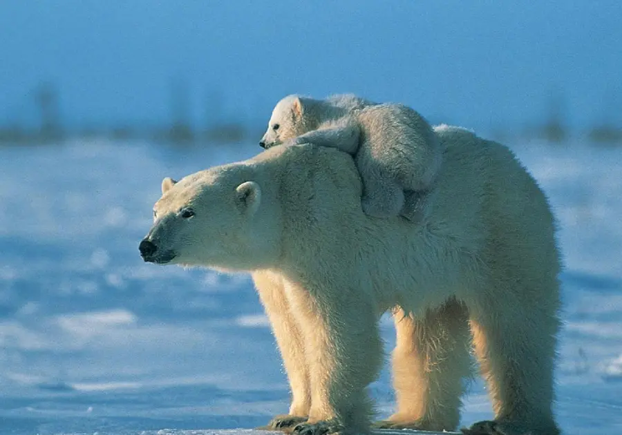 Stunning background with very good HD quality of polar bear
