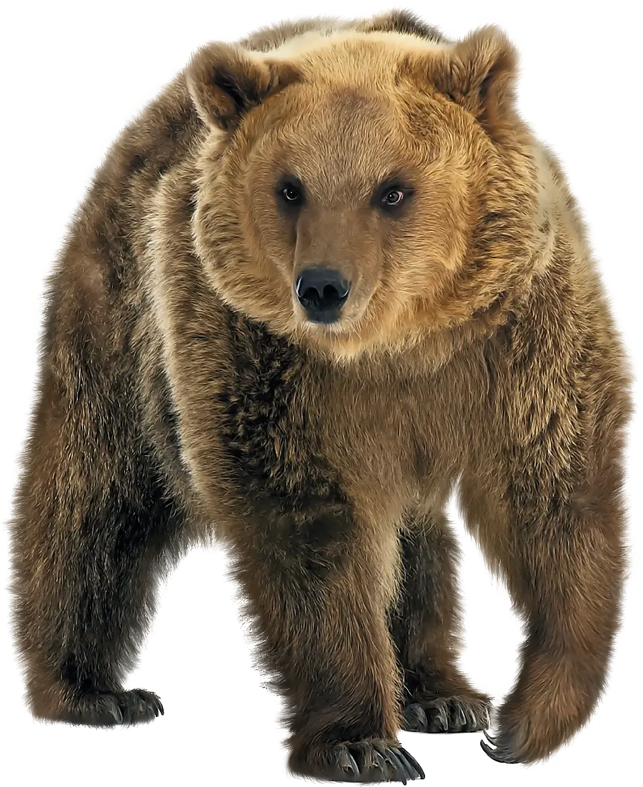 Free download of high-quality photos and PNG format of various bears