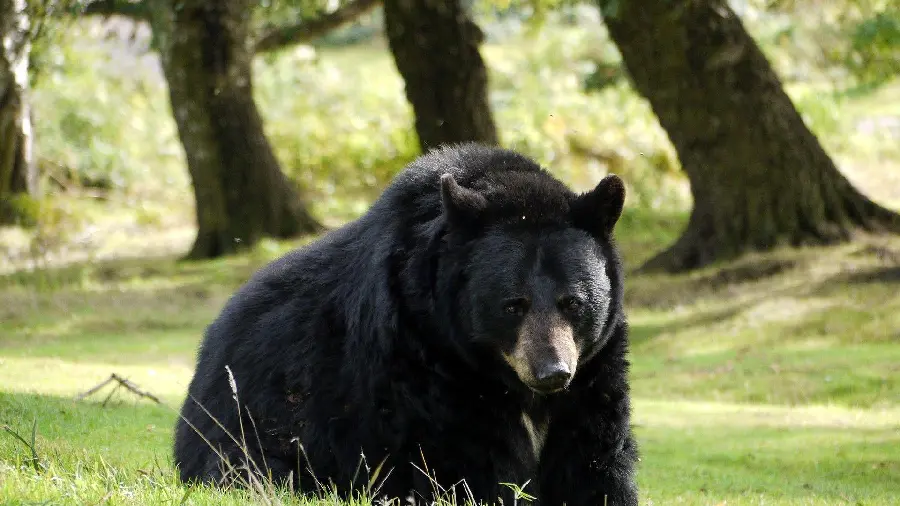 Black Bear with Cubs by the River HD Photo