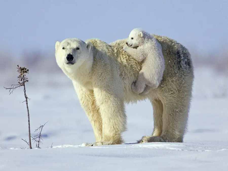 Photo taken of a polar bear cub next to its mother while staring at the camera