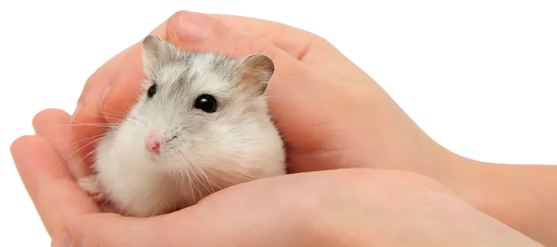 Hamster