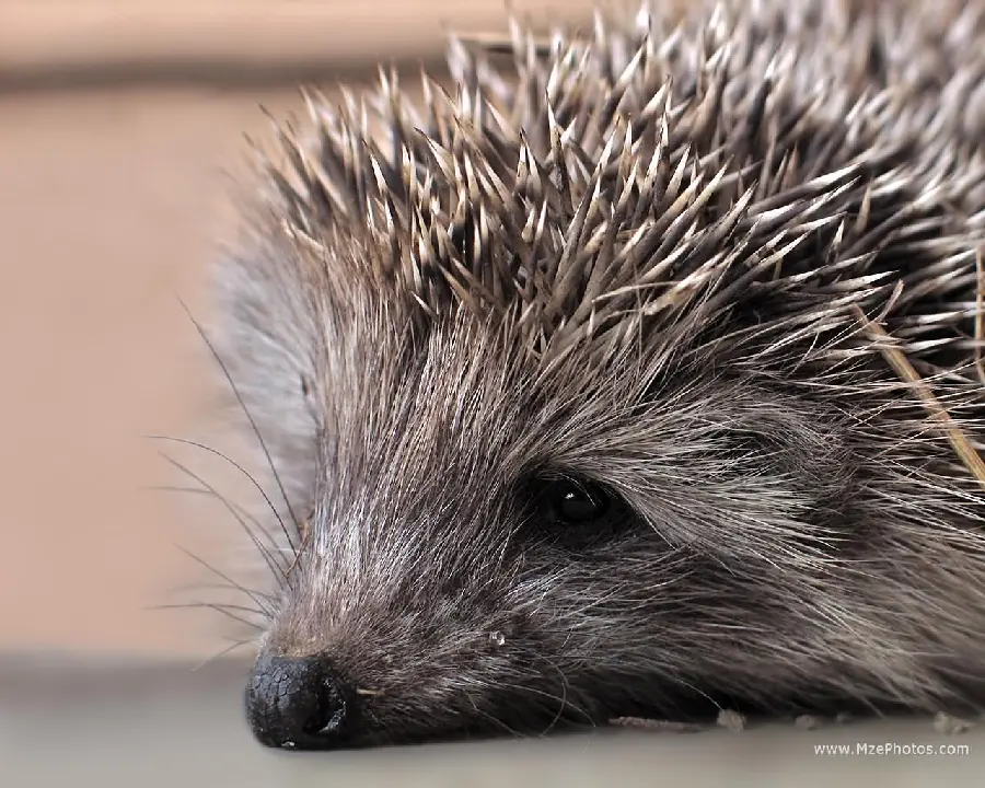 Baby hedgehog background photo with the best quality from Johoreh