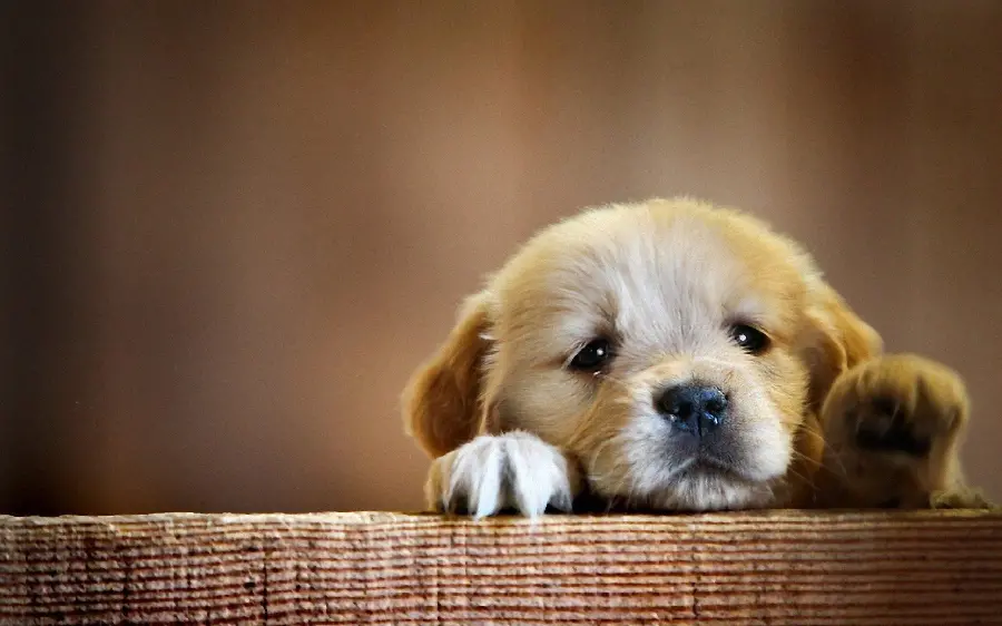 Beautiful Golden Retriever Puppy Image for Desktop Background