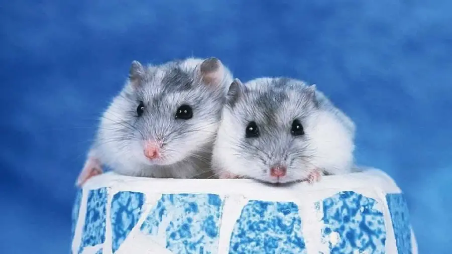 High-quality photo of gray hamsters