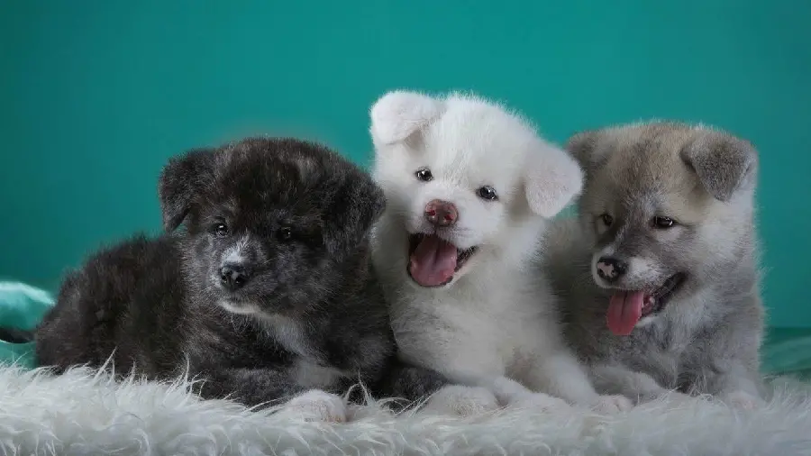 Stunning Cute Puppy Background for Laptop