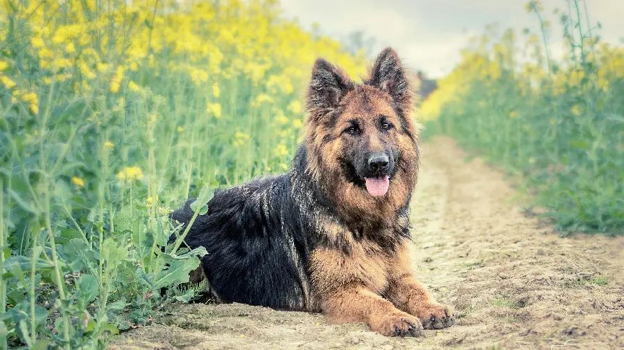 4K German Shepherd dog profile picture for WhatsApp