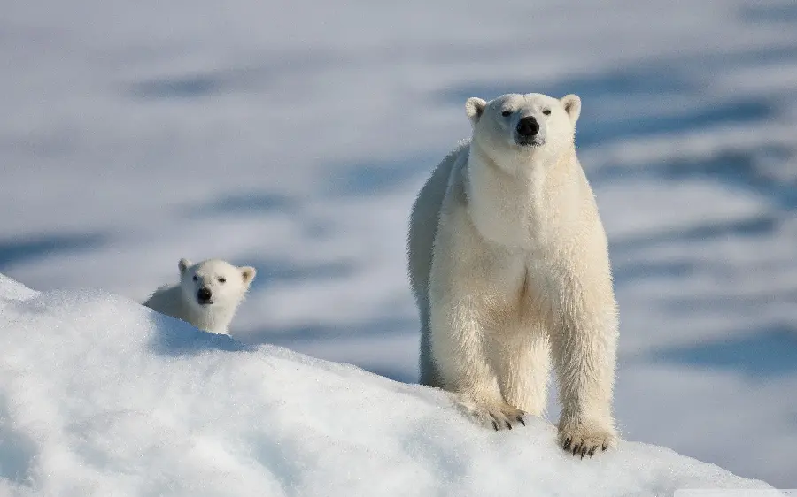 High quality stock photos of a polar bear cub with direct link