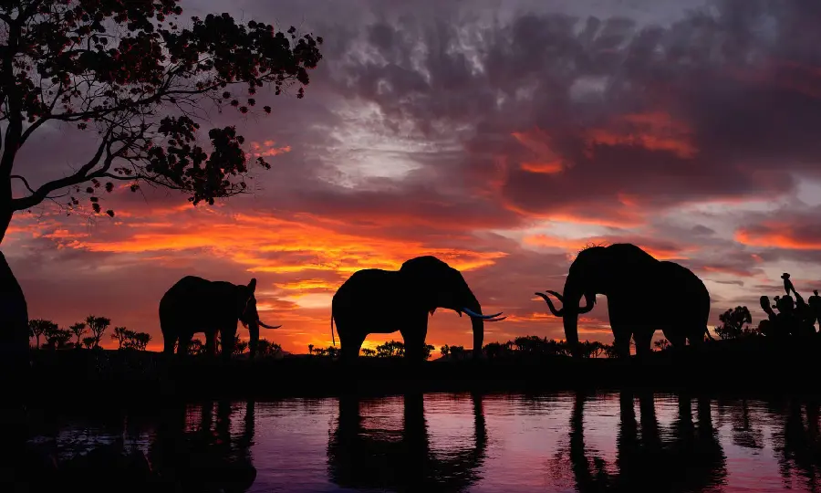 Download Beautiful and heartwarming photo of a gathering of several large elephants in nature 