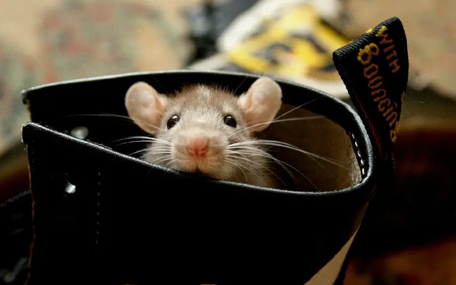 Photo of a cute little baby mouse in a soldier's boot