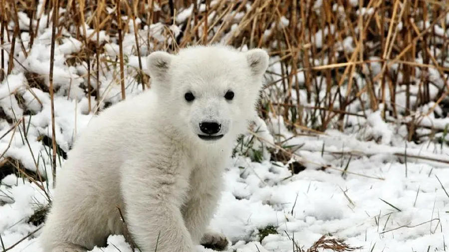 A nice resolution stock photo of a polar bear cub in a snowy field