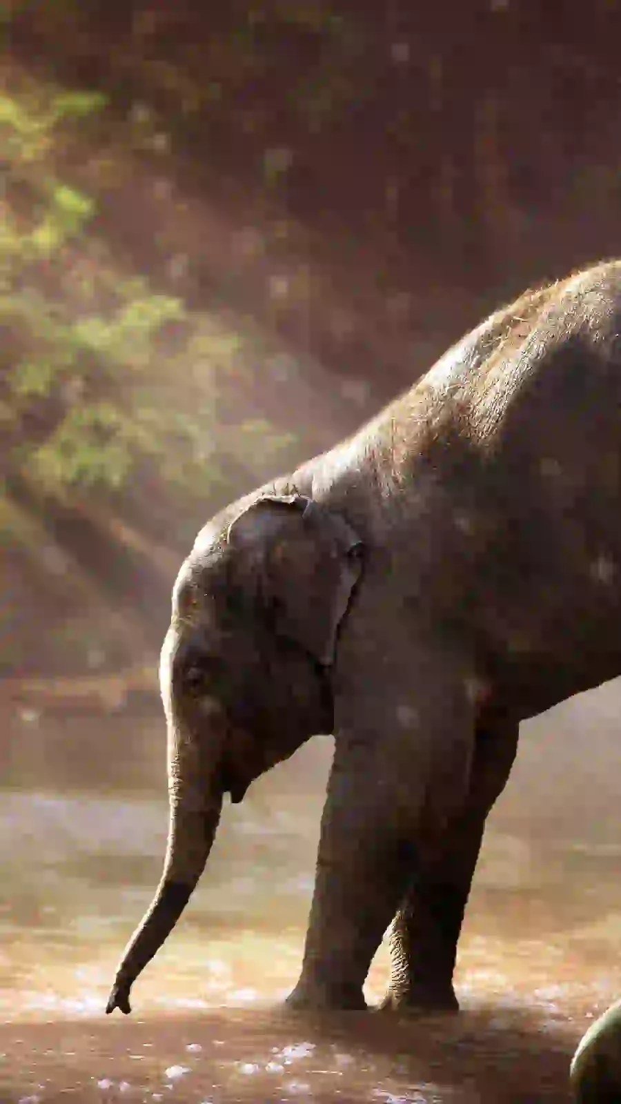 Special and cute image of a baby elephant playing in water with high quality for wallpaper and background