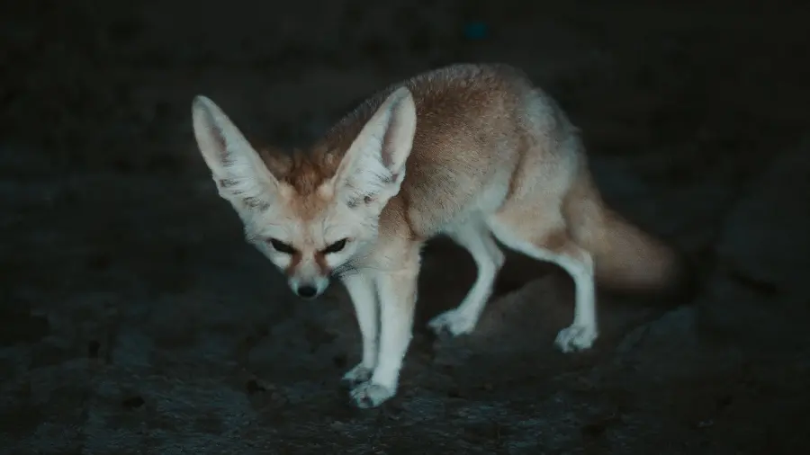 Download photo taken of Fennec fox at night
