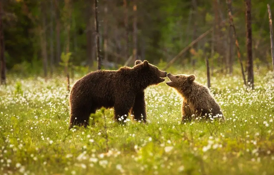 Romantic Wallpaper of the Emotional Relationship of a Bear Cub with His Mother