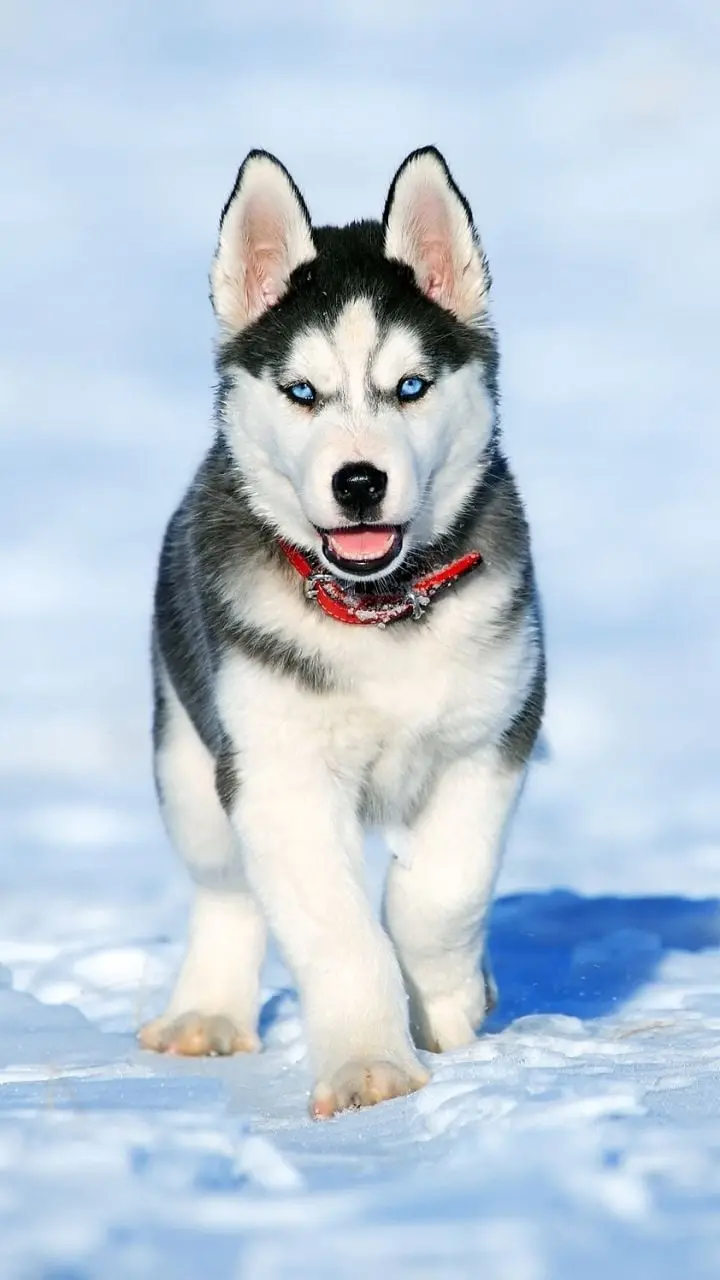 Full HD Quality Stock Photo of Husky Suitable for iPhone Background iPhone Husky