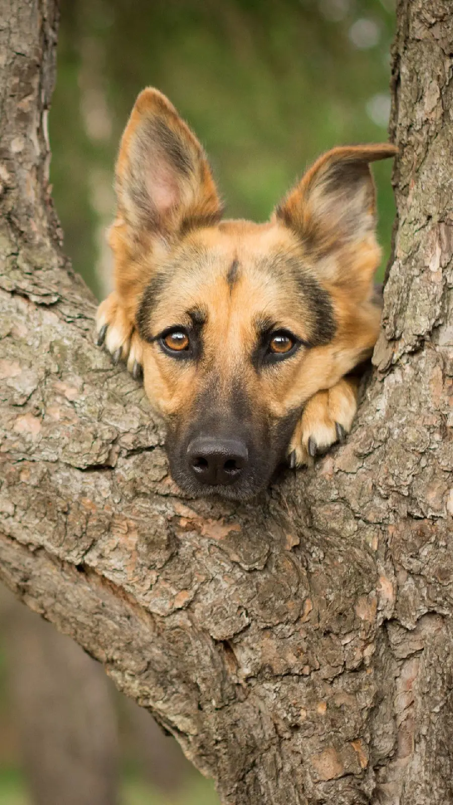 Profile photo of the popular German Shepherd for iPhone 